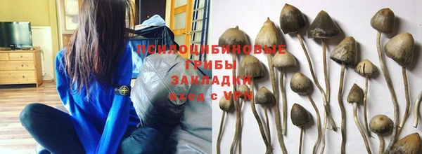 PSILOCYBIN Горно-Алтайск